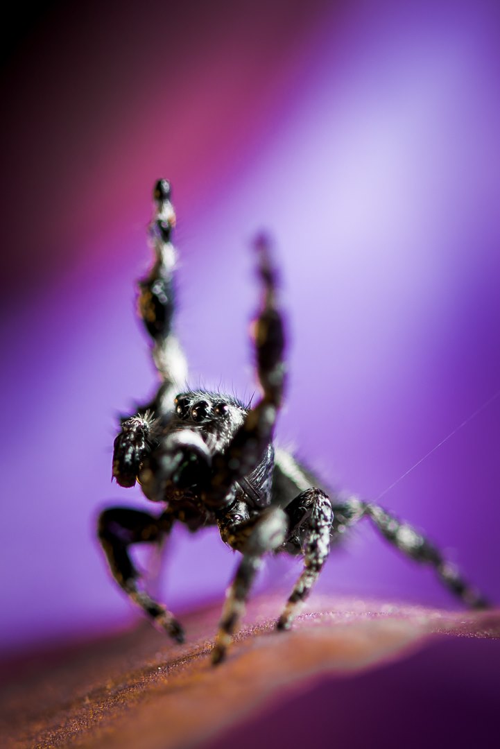 iowa spiders.